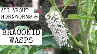 All about Hornworms & Braconid Wasps