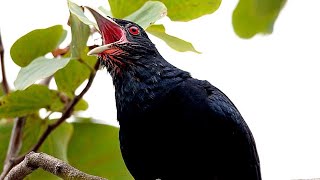 Cuckoo Making Spring Melody | Cuckoo Bird Sound | Cuckoo Bird Singing