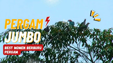 BEST MOMEN BERBURU PERGAM JUMBO // PANEN MELIMPAH