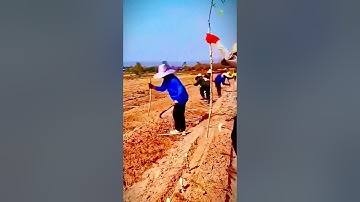 cool skill to plant cassava stems quickly #shorts