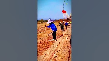 cool skill to plant cassava stems quickly #shorts