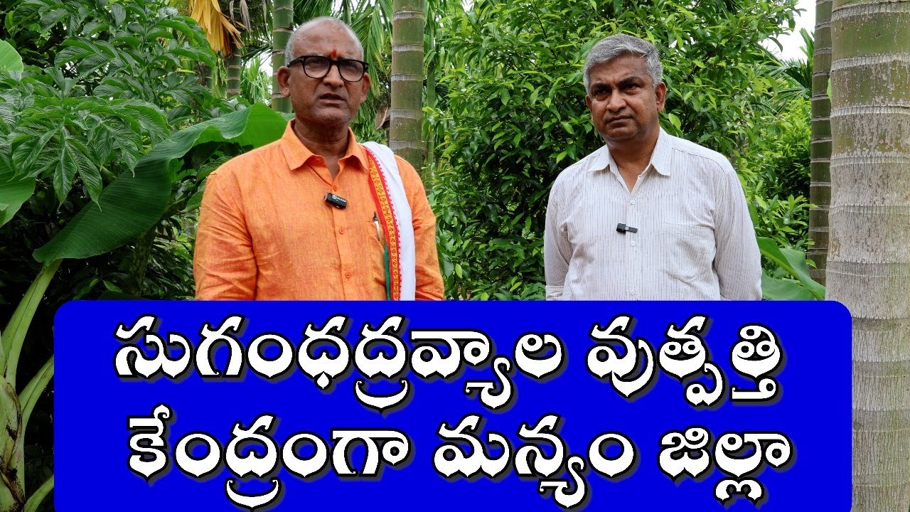 సుగంధద్రవ్యాల వుత్పత్తి కేంద్రంగా మన్యం జిల్లా