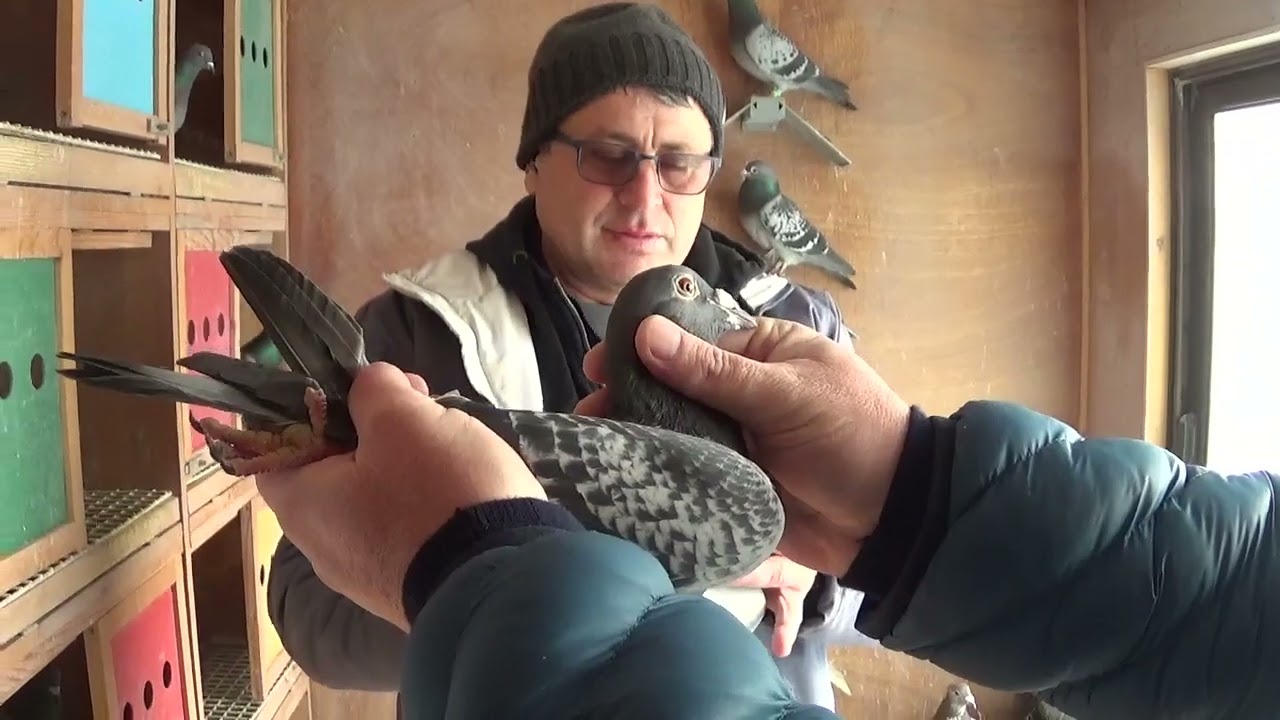 Columbofil dl Alexandru Cazacu Bucuresti Romania porumbei reproductie maraton 31 ian 2022 part 4