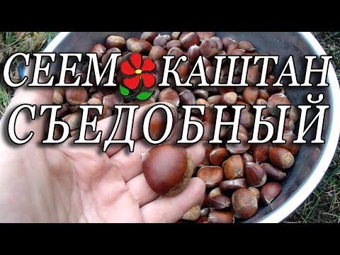 Каштан съедобный из семян в ВАШЕМ климате!