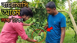 September মাসেও গাছপাকা আম-বারোমাসি বারি আম-১১| New variety of mango plants Bari-11