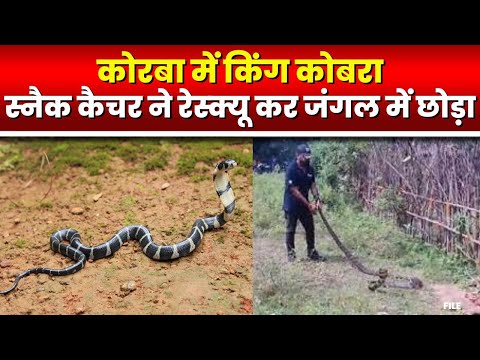 Korba में King Cobra | छुईधोड़ा गांव में दिखा 11 फीट लंबा किंग कोबरा | देखिए VIDEO