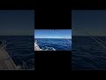 Amazing playful dolphins #dolphin #delfini #boatlife #sailing #boating #ocean #sea #sailor #wildlife