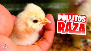 Organizando la Casa de los Pollitos de Raza Recién Nacidos 🐣🏡 Polacos, Faverolles y Brahma
