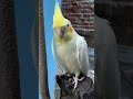 #birds #facts #amazingfacts #birdsounds #knowledge #new #fact360bd #trending #amazing #viral