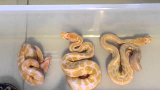 2015 hold back ball pythons Wealth