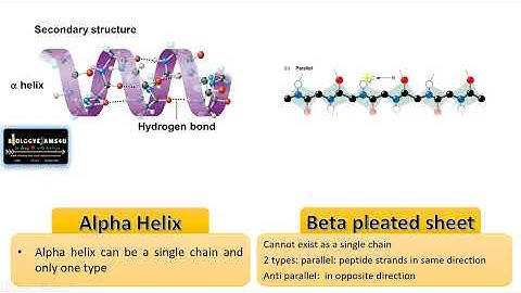 Difference between Alpha Helix and Beta Sheets