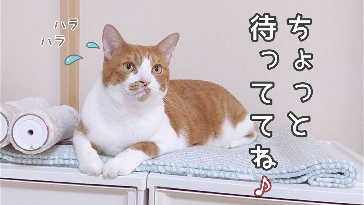 頑張る父さんを少しハラハラしながら見守る猫