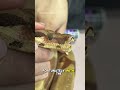 Treating Snake Eye Infection: What can happen with improper eye cap removal