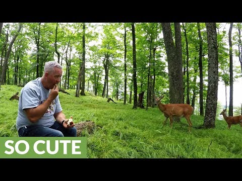 Deer brings fawns from the forest to share apples