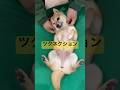 ツクネクション! #shorts #dog #shibainu #サカナクション #夜の踊り子