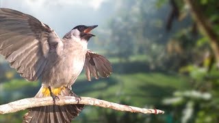tetap gacor !! perawatan burung kutilang ketika musim hujan