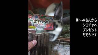 果実って小枝をもらったうさぎ　#うさぎ　#rabbit　#レッキス　#rex #シロチャ