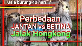 Download Lagu Jalak Hongkong Sepasang | perbedaan Jantan Betina Jalak Hongkong MP3