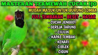 MASTERAN CUCAK IJO FULL TEMBAKAN KASAR, MASTERAN CUCAK IJO, BURUNG CUCAK IJO.
