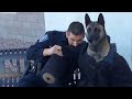 Funny POLICE DOG Compilation 