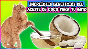¿Pueden los gatos comer aceite de coco?