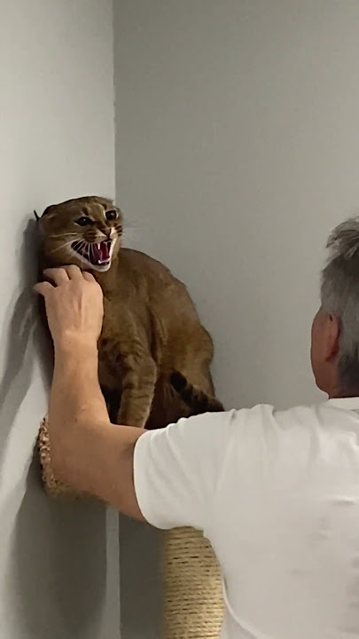 Caracal cat Ariel wants to scratch the eyes out of grandpa! | ariel.caracat