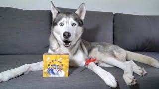 Husky Opens $30,000 Pokemon 1999 Base Set Box! (Join Our Live Charity Stream Pokemon Opening!)