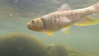 【台中筏子溪Fly】筏子溪筏子溪橋段河道整治工程魚變少了#水中攝影