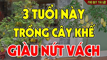 CÂY KHẾ Sẽ HÚT TÀI LỘC Tiền Vàng Kéo Vào Ầm Ầm, Đổi Đời Giàu Nứt Vách Nếu Rơi Vào Tay 3 Con Giáp Này