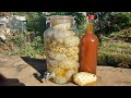 How To Make Fermented Noni Juice In One Hour The Secret Revealed 