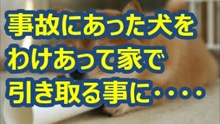 【スカッとする話】事故にあった犬をわけあって家で引き取ることになった → 自分「大好きー！」 犬「やめろ」