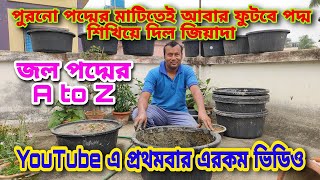 জল পদ্মের পুরানো মাটিতেই ফুটবে প্রচুর ফুল প্রথমবার এরকম ভিডিও করে দেখালো জিয়ারুলদা\/Lotus plant care\/