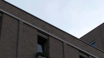 Common Swift leaving nest brick in Hessenberg IX