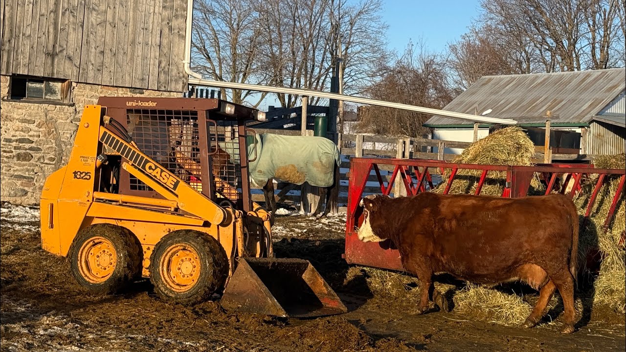 Cleaning the Barn Out Ahead of 2026 Calving Season