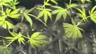 So You Want to Grow Pot #8 (1of2)