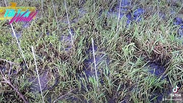 Cách cắm que bẫy cò hiệu quả nhất