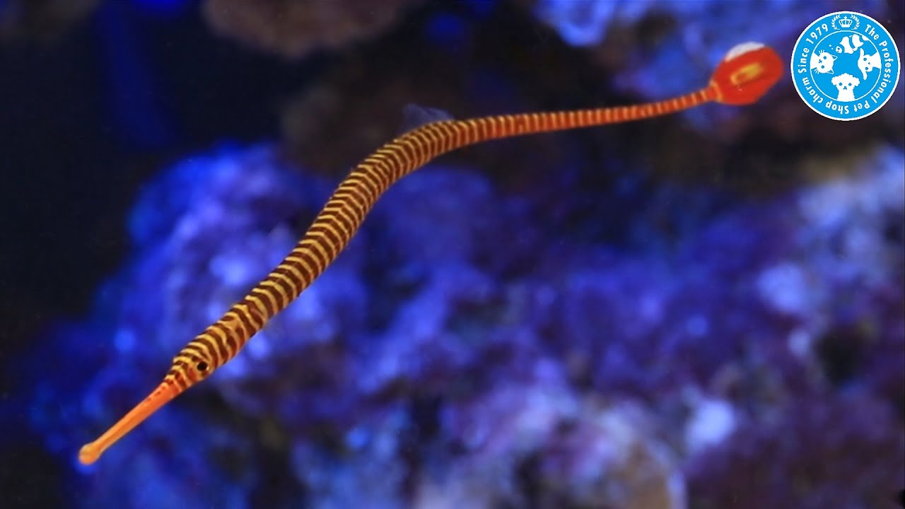 チャーム 海水魚 メニーリングドパイプフィッシュ Doryrhamphus Multiannulatus ヨウジウオ Charm動画 Youtube