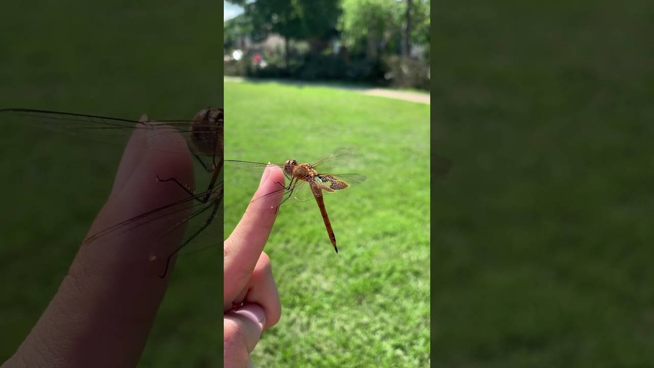 Red saddlebags perched on finger.