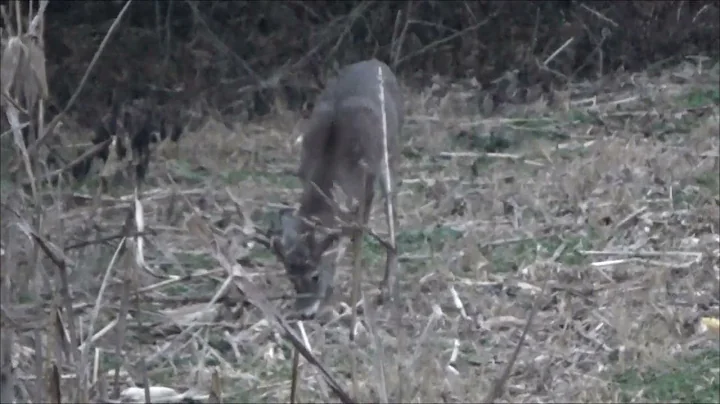 Illinois giant whitetail crossbow hunt 200 plus inches