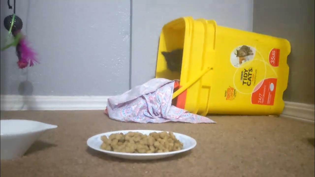 Day 3 with a feral kitten! Conditioning her and building confidence