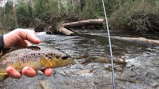 Rubicon River | European Nymphing a Run for Brown Trout