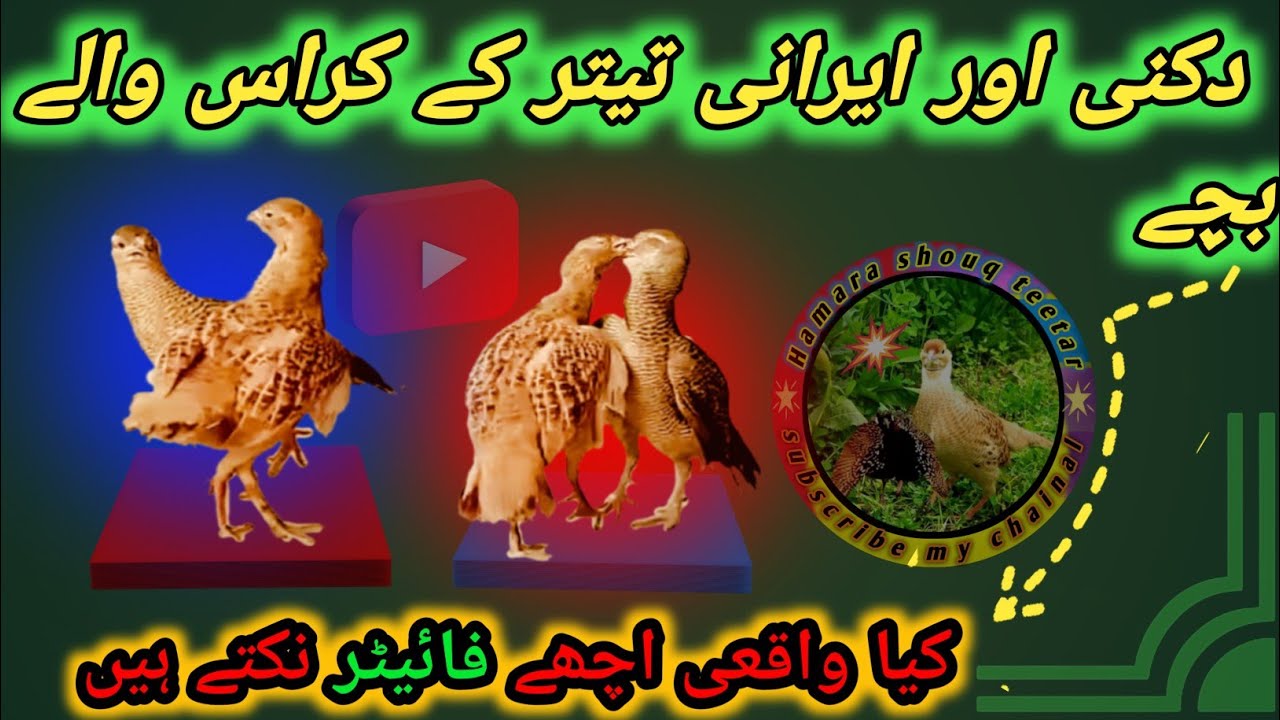 August 2, 2025 cross breed wale bacche kya  acche fighter hote Hain (