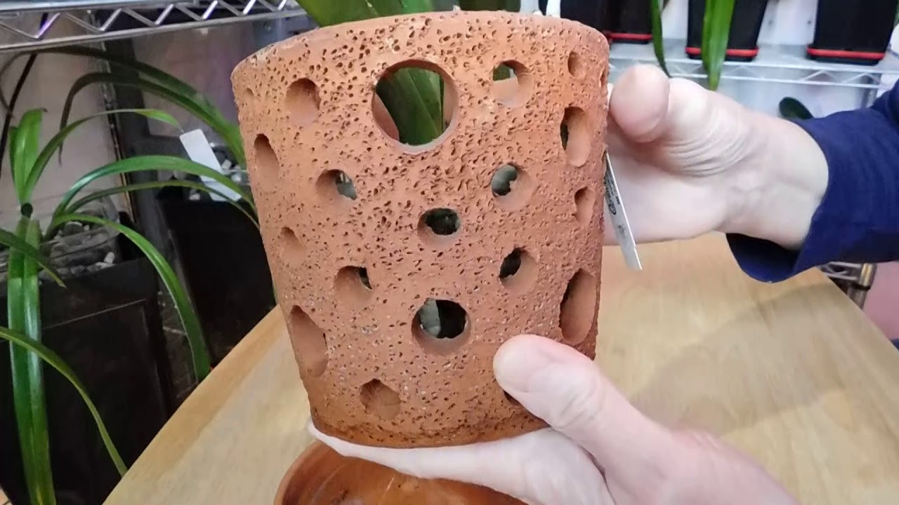 Let's check how my vandas are progressing in the holey clay pots