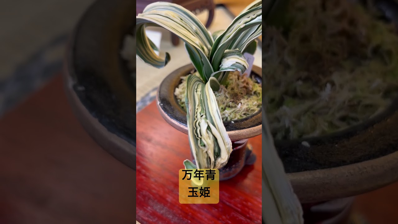 玉姫【万年青のどんでもない葉芸！】#万年青の豊明園 #万年青 #omoto