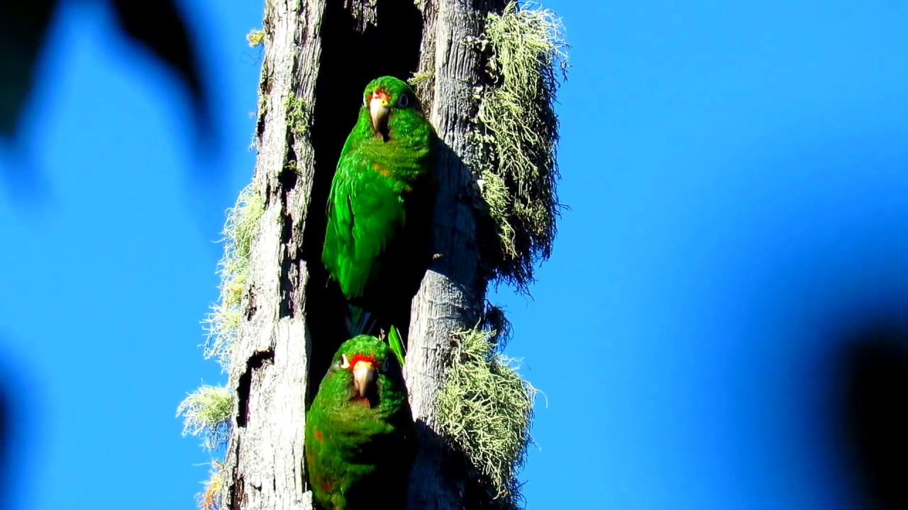 endemic, Santa Marta Parakeet, Pyrrhura viridicata, Sierra Nevada de santa marta, RESERVA EL DORADO