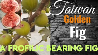The Best bearing Fig: Taiwan Golden Fig