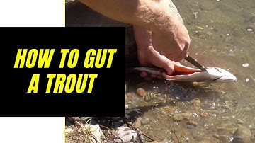 How to clean a trout at the lake for beginners