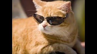 Queen Cool Cat AUDIO HQ