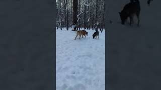 VID 20181227 WA0019