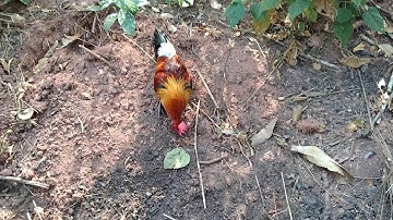 ต่อไก่ป่าได้แต้มแลก,dib qaib qus tua tau kiag thawg tug 04/02/2021-2022